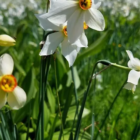 Casa Nido Colletto Apartment