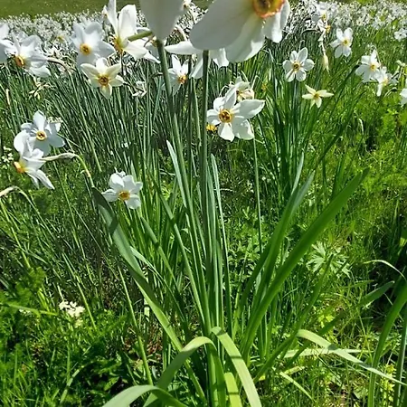 شقة Casa Nido Colletto